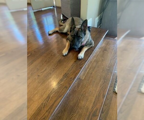 Medium Photo #4 German Shepherd Dog Puppy For Sale in Cupertino, CA, USA