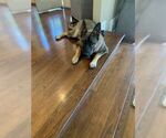 Small #3 German Shepherd Dog