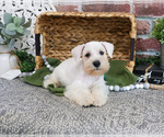 Small #8 Schnauzer (Miniature)