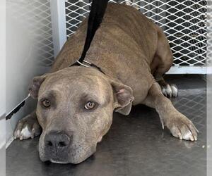 Mutt Dogs for adoption in Bakersfield, CA, USA