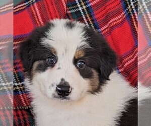 Medium Australian Shepherd