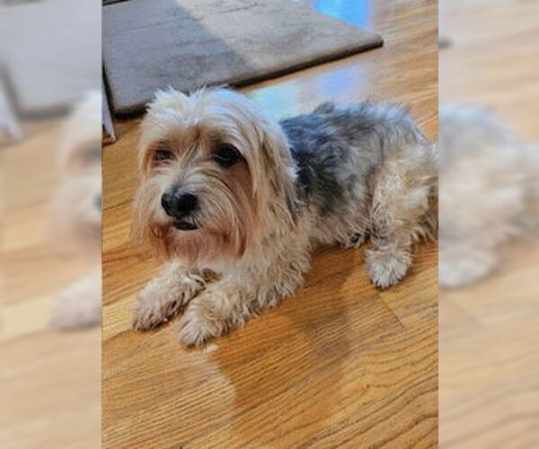 Medium Photo #2 Maltese-Unknown Mix Puppy For Sale in Bellevue, WA, USA