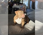 Small #4 American Bully