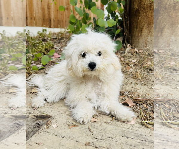 Medium Photo #3 Maltese Puppy For Sale in Marina Del Rey, CA, USA