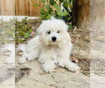 Small #2 Maltese