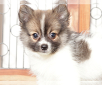 Small #2 Pomeranian