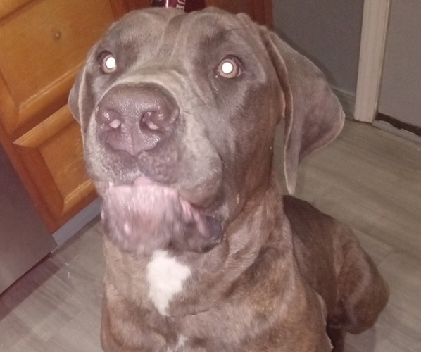 Medium Photo #1 Cane Corso Puppy For Sale in BOSTON, PA, USA