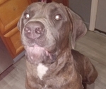 Small Photo #1 Cane Corso Puppy For Sale in BOSTON, PA, USA