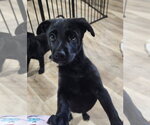 Small Labrador Retriever Mix