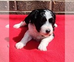 Small #1 Aussiedoodle Miniature 