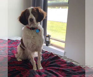 Brittany Dogs for adoption in Curwensville, PA, USA