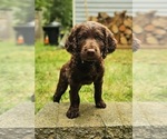 Puppy George Boykin Spaniel