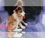 Small Photo #9 Miniature Australian Shepherd Puppy For Sale in DURHAM, CT, USA