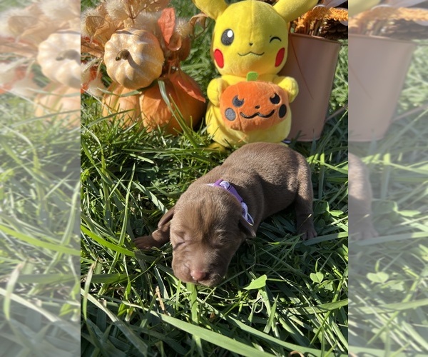 Medium Photo #3 Labrador Retriever Puppy For Sale in NEOLA, WV, USA