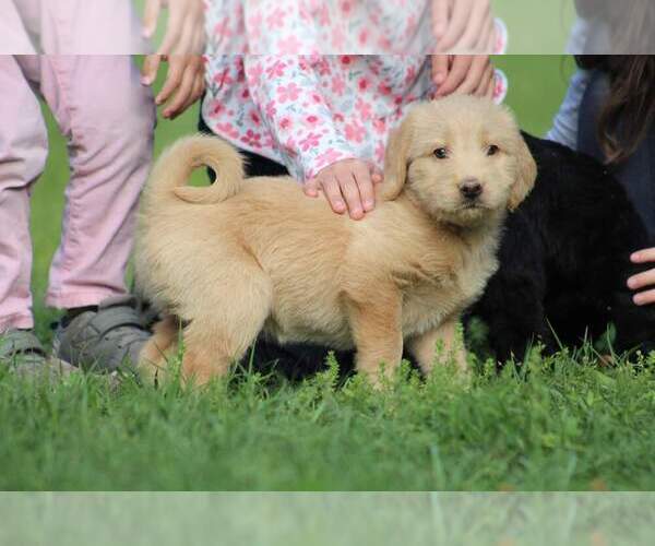 Medium Photo #4 Labradoodle Puppy For Sale in MICANOPY, FL, USA