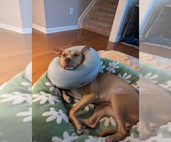 Medium Photo #7 American Pit Bull Terrier-Labrador Retriever Mix Puppy For Sale in Atlanta, GA, USA