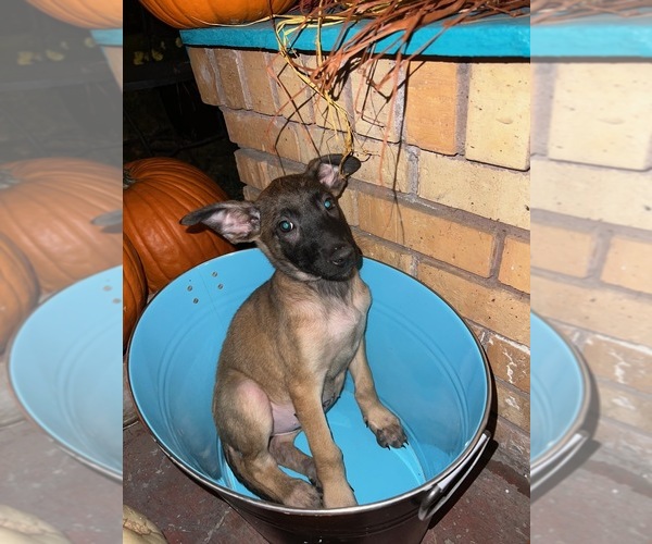 Full screen Photo #8 Belgian Malinois Puppy For Sale in HOUSTON, TX, USA