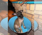 Small Photo #8 Belgian Malinois Puppy For Sale in HOUSTON, TX, USA