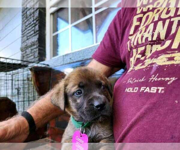 Full screen Photo #6 Mastador Puppy For Sale in BROOKSVILLE, FL, USA