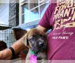 Small Photo #6 Mastador Puppy For Sale in BROOKSVILLE, FL, USA