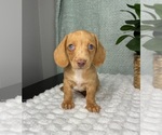Small #4 Dachshund