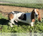Small #4 Basset Hound