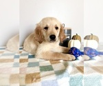 Small #1 Golden Retriever