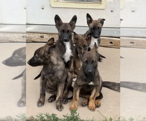 Dutch Shepherd Dog Puppy for sale in COLORADO SPRINGS, CO, USA