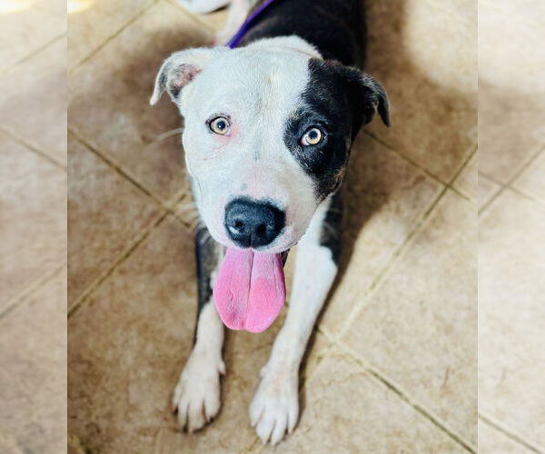 Medium Photo #1 American Pit Bull Terrier-American Staffordshire Terrier Mix Puppy For Sale in Waldron, AR, USA