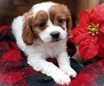 Puppy Zambo Cavapoo
