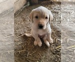 Puppy Tan Caller Labrador Retriever