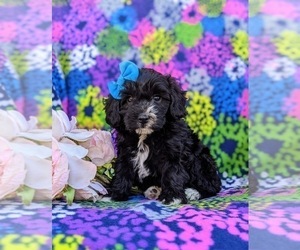 Poodle (Miniature)-YorkiePoo Mix Puppy for sale in LANCASTER, PA, USA