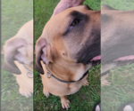 Small #11 Fila Brasileiro