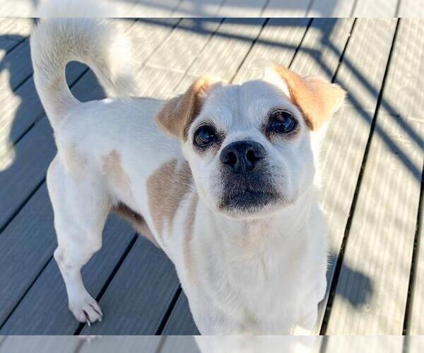 Medium Photo #1 Chihuahua Puppy For Sale in Orange, CA, USA