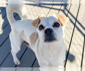 Chihuahua Dogs for adoption in Orange, CA, USA