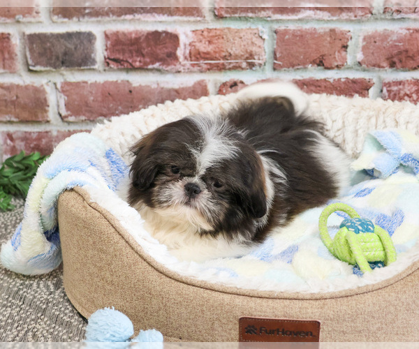 Medium Photo #3 Shih Tzu Puppy For Sale in SYRACUSE, IN, USA