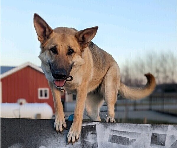 Medium Photo #3 German Shepherd Dog Puppy For Sale in MILFORD, IN, USA