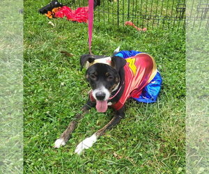 Janet Jackson - Female Mountain Cur-Unknown Mix Dog for Adoption - Photo #2