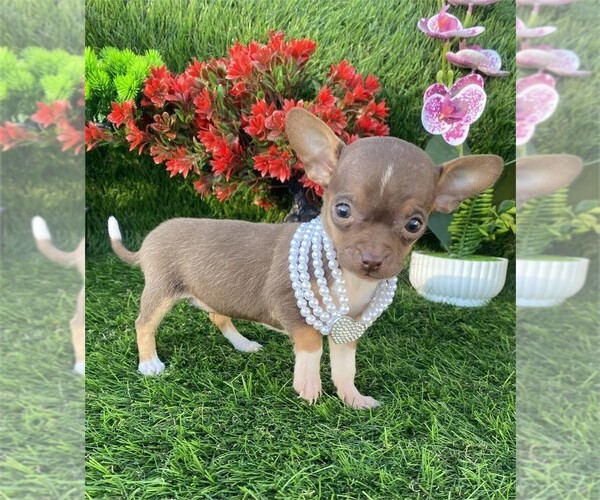 Medium Photo #11 Chihuahua Puppy For Sale in LONG BEACH, CA, USA
