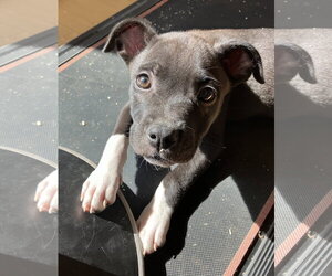 Australian Shepherd-Staffordshire Bull Terrier Mix Dogs for adoption in Davis, CA, USA