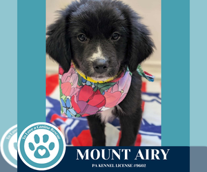 Australian Shepherd-Unknown Mix Dogs for adoption in Kimberton, PA, USA