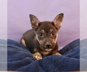 Basenji-Plott Hound Mix Dogs for adoption in Sheridan, CO, USA