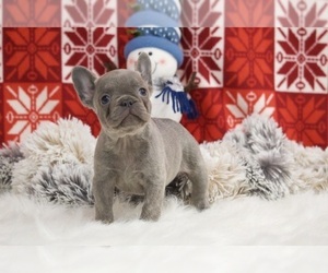 French Bulldog Puppy for sale in APPLE CREEK, OH, USA
