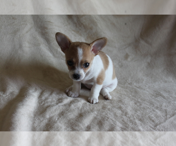 Medium Photo #6 Chihuahua Puppy For Sale in HUDSONVILLE, MI, USA