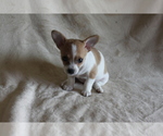 Small #5 Chihuahua