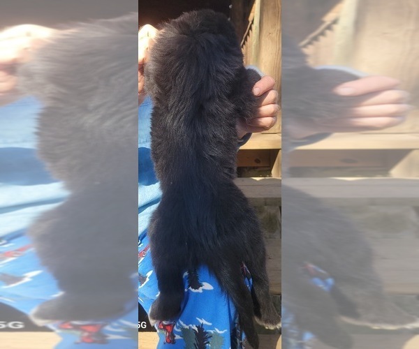 Medium Photo #27 Great Bernese-Poodle (Standard) Mix Puppy For Sale in JONESVILLE, VA, USA