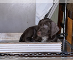 Small Photo #5 German Wirehaired Pointer-Vizsla Mix Puppy For Sale in ARLINGTON, NJ, USA