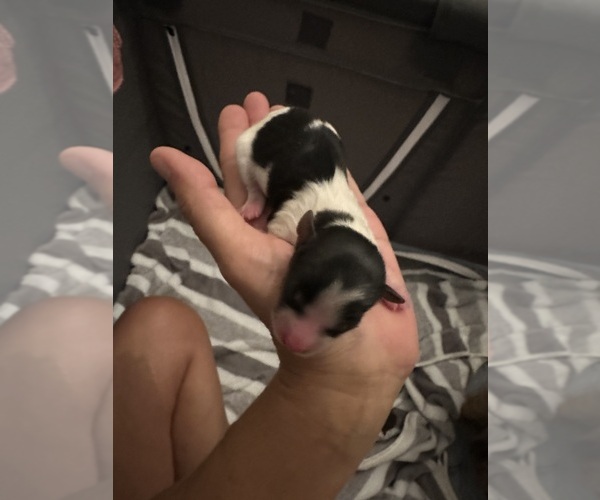 Medium Photo #3 Yorkshire Terrier Puppy For Sale in MONROE, TN, USA