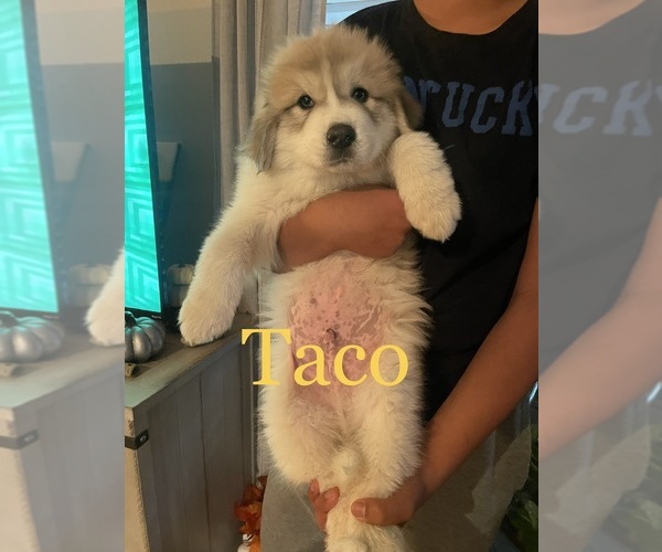 Medium Photo #3 Great Pyrenees Puppy For Sale in DANVILLE, KY, USA