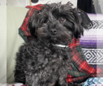 Small #12 Mutt